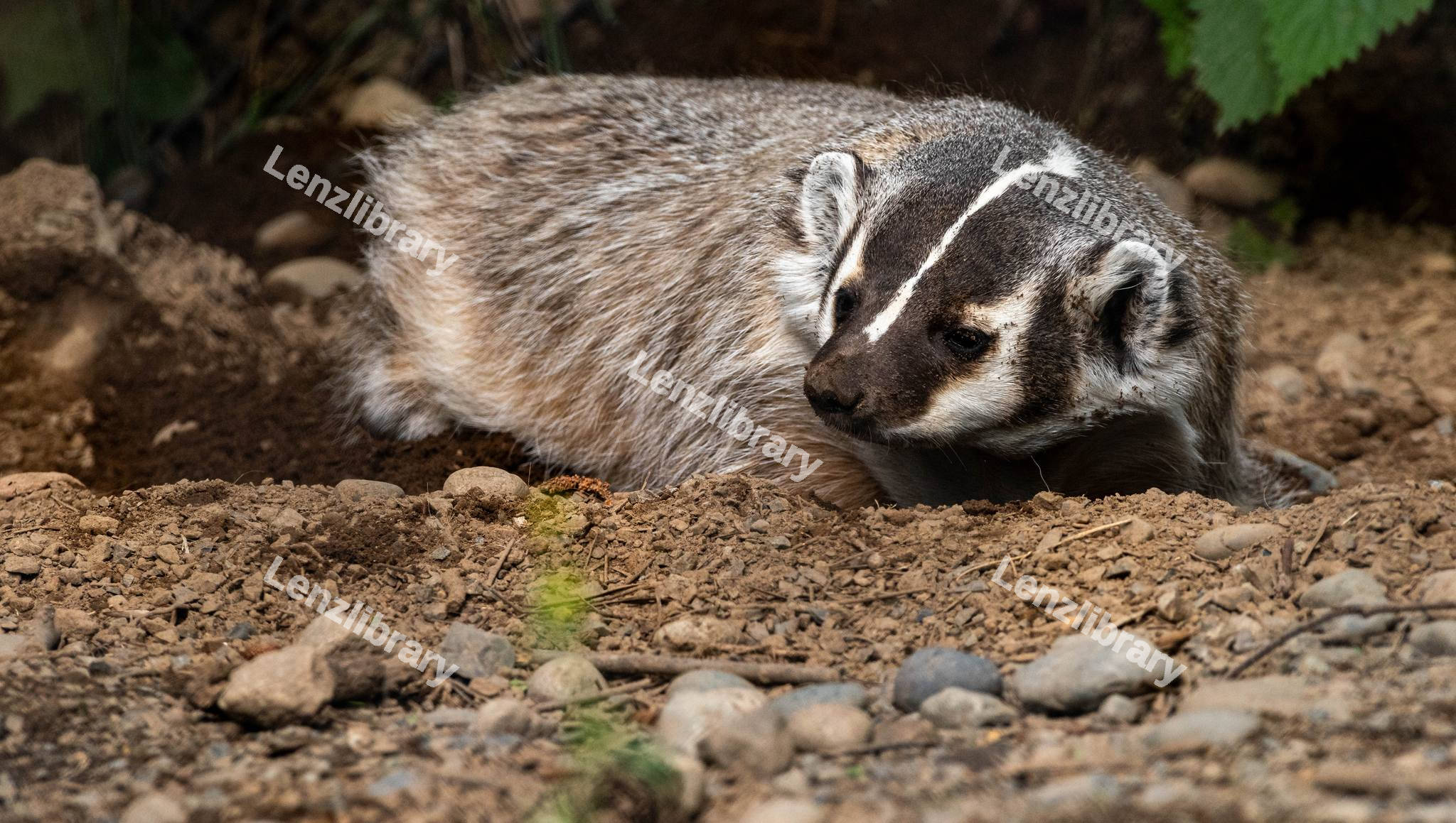 American Badger